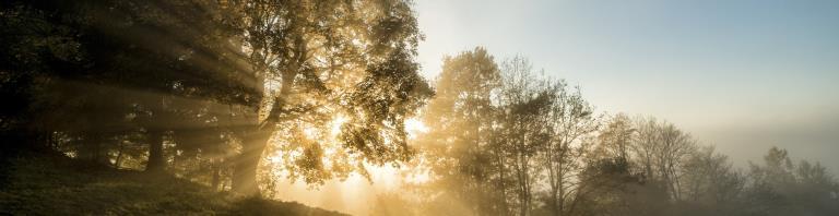 sun peeking through trees