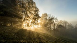 sun peeking through trees