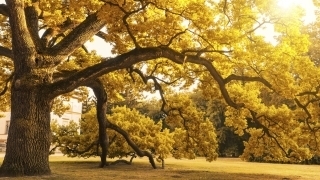 Oak tree during the fall
