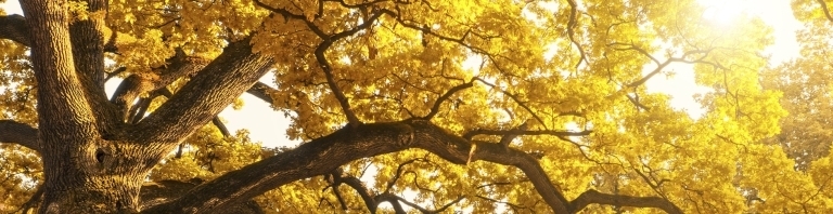 Oak tree during the fall