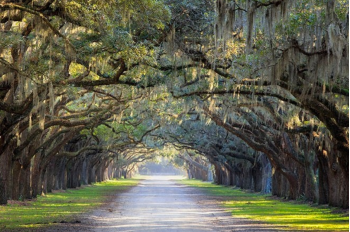 A picture of a dirt trail surrounded by trees on either side and mostly shaded by overhanging branches. Located in Wormsloe Park