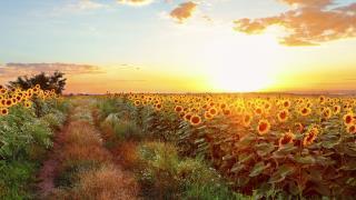 sunset over a field of sunflowers