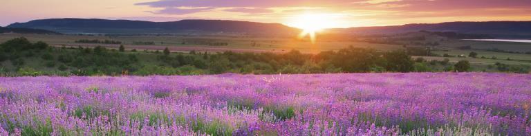 sunset over a field of freesia