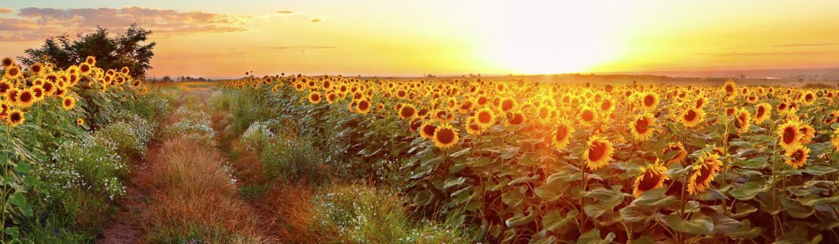 sunset over a field of sunflowers