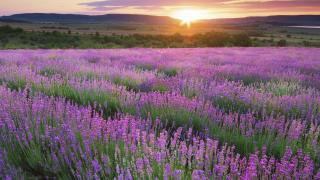 sunset over a field of freesia