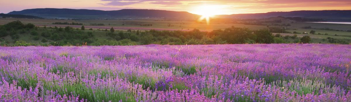 sunset over a field of freesia