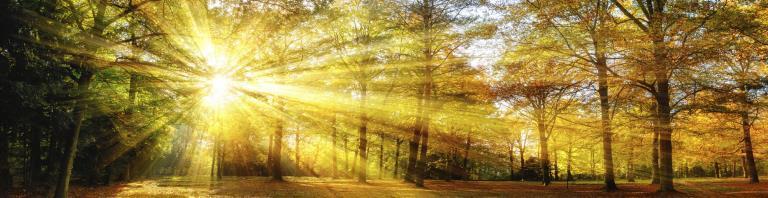 sun peeking through the trees