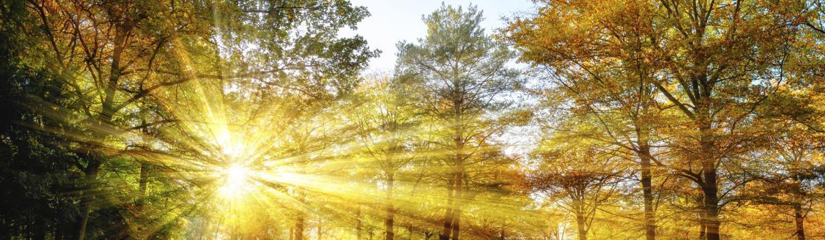 sun peeking through the trees