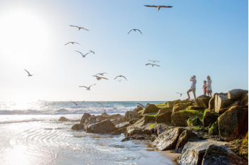 birds and beach