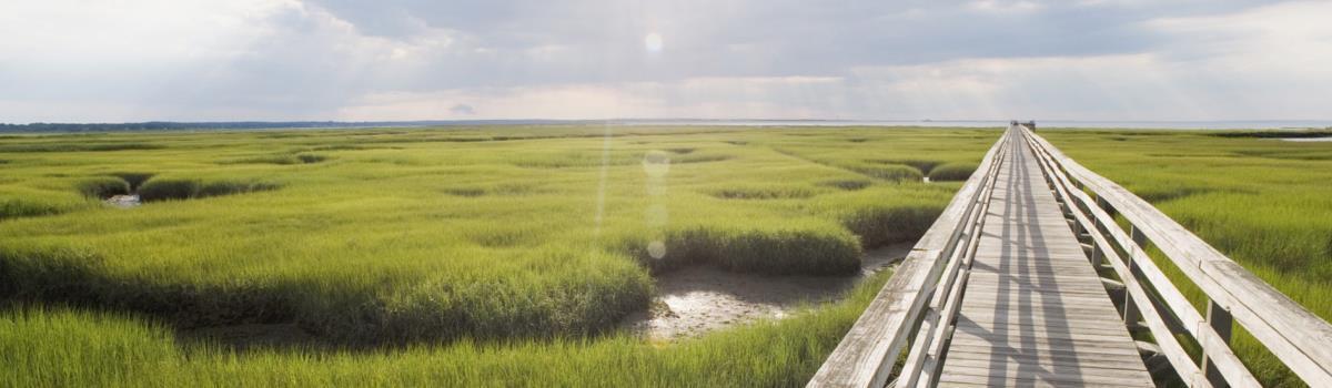 bridge over fields and water