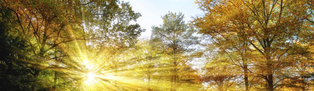 sun peeking through trees