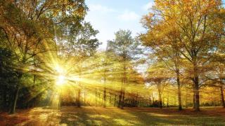 sun peeking through trees