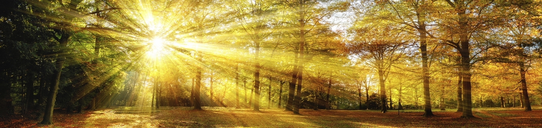 sun shine thru trees