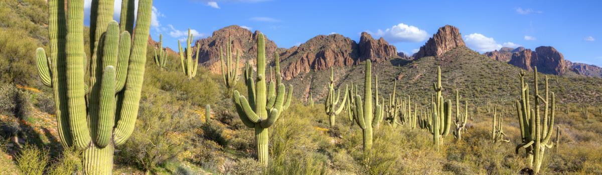 Desert landscape