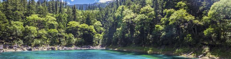 blue lake surrounded by trees