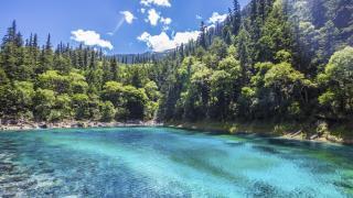 blue lake surrounded by trees