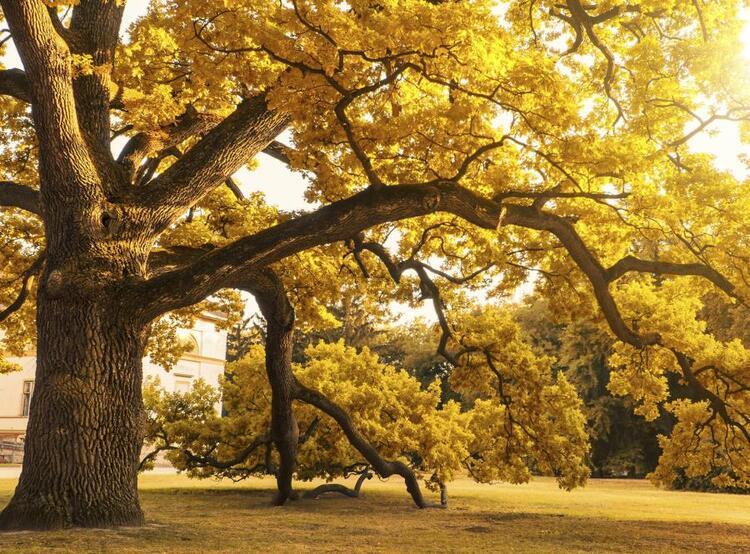 tree with fall leaves