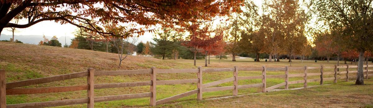 fence and fall trees