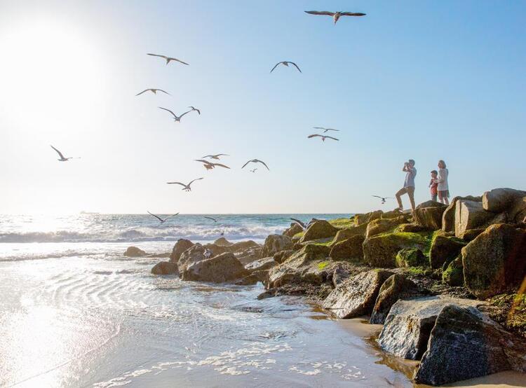 birds and beach