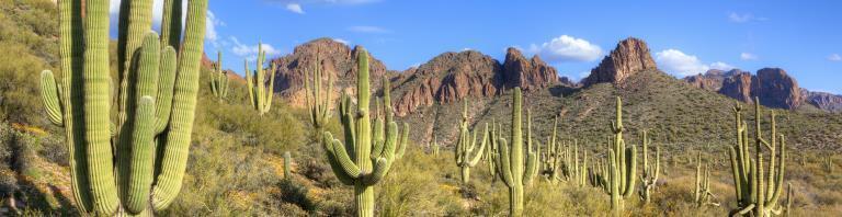 Desert landscape