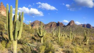 Desert landscape