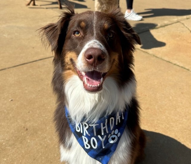 Oliver and her husband Parker with their two goldendoodles, Banks and Bear 