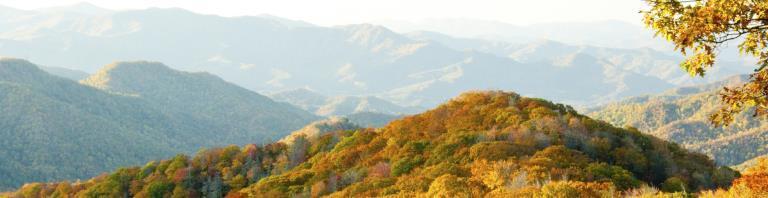 trees in the mountains