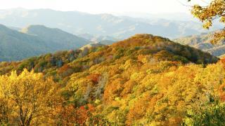 trees in the mountains