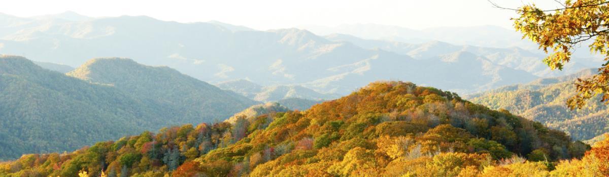 trees in the mountains