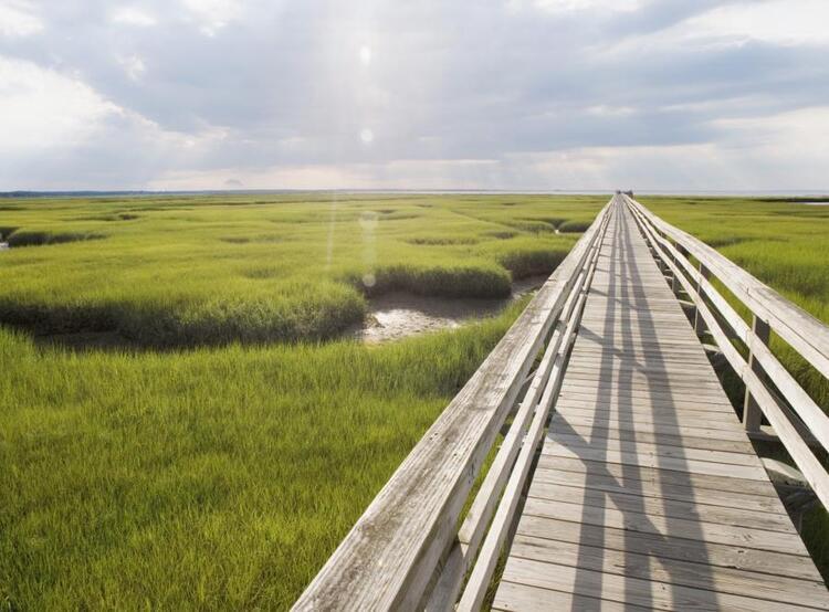 bridge through green grass