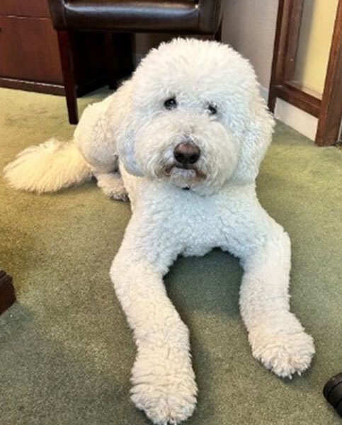 Lola the dog