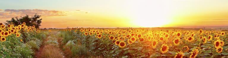 sunset over a field of sunflowers