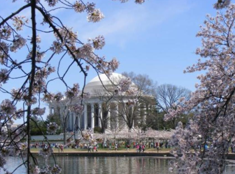 Jefferson Cherry Blossom