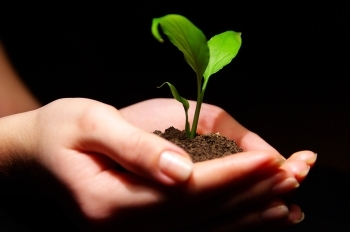 hands holding young plant