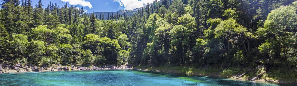 blue lake surrounded by trees